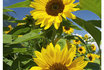 Fotokarte - Sonnenblumen 