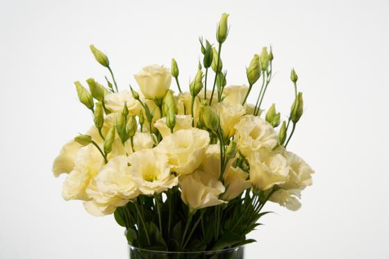 Abonnement de fleurs - Medium - 6 livraisons  