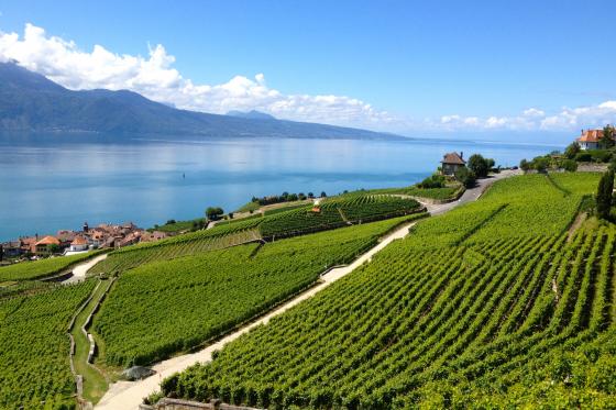 Dégustation de vin pour deux - Domaine Bovy (VD) avec visite, apéro et bouteille offerte 4  Dégustation de vin pour deux - Domaine Bovy (VD) avec visite, apéro et bouteille offerte 4