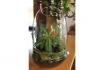 Mini Ecosystème - DIY-Palmier  3