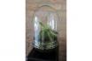 Mini Ecosystème - DIY-Palmier  5