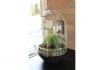 Mini Ecosystème - DIY-Palmier  6