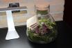 Mini Ökosystem - botanischer Garten für Zuhause 2