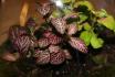 Mini Ökosystem - botanischer Garten für Zuhause 5