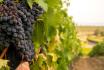 Visite du vignoble à Fully (VS) - dégustation de vin, tapas du Valais et verre à vin souvenir 