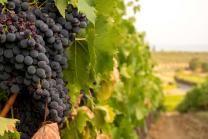 Visite du vignoble à Fully (VS) - dégustation de vin, tapas du Valais et verre à vin souvenir