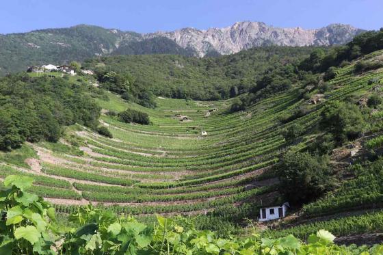 Visite du vignoble à Fully (VS) - dégustation de vin, tapas du Valais et verre à vin souvenir 1  Visite du vignoble à Fully (VS) - dégustation de vin, tapas du Valais et verre à vin souvenir 1