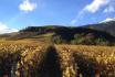 Visite du vignoble et dégustation - Randonnée dans les vignobles, dégustation de vins et visite de cave 1