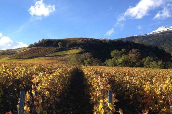 Visite du vignoble et dégustation - Randonnée dans les vignobles, dégustation de vins et visite de cave 1  Visite du vignoble et dégustation - Randonnée dans les vignobles, dégustation de vins et visite de cave 1