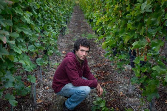 Visite du vignoble et dégustation - Randonnée dans les vignobles, dégustation de vins et visite de cave 2  Visite du vignoble et dégustation - Randonnée dans les vignobles, dégustation de vins et visite de cave 2