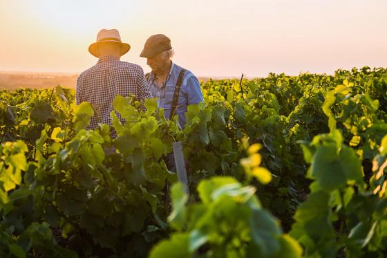 Box vin valaisan - 4 bouteilles, 2 livraisons pour 1 personne 4 