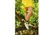 Socken Fruits - 3er Set 6