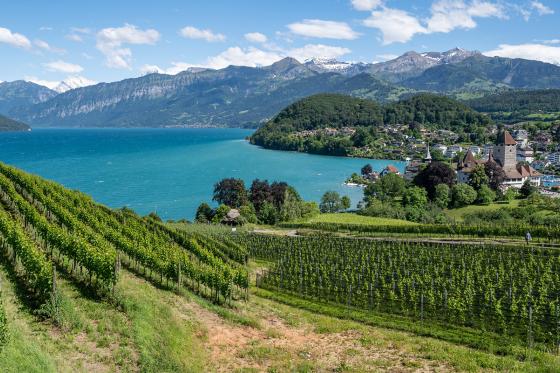 Journée au château de Spiez - Tour en bateau en 2ème classe, apéro & entrée au musée | 1 pers. 15 