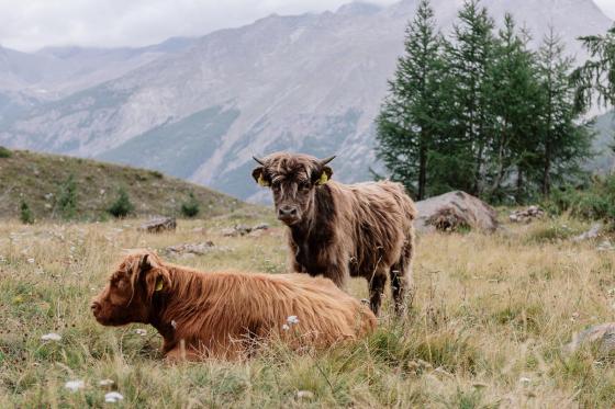 Luxus-Entspannung in Saas-Fee - 2 Nächte inkl. Wellness-Zugang und Frühstück für 2 Personen 10 