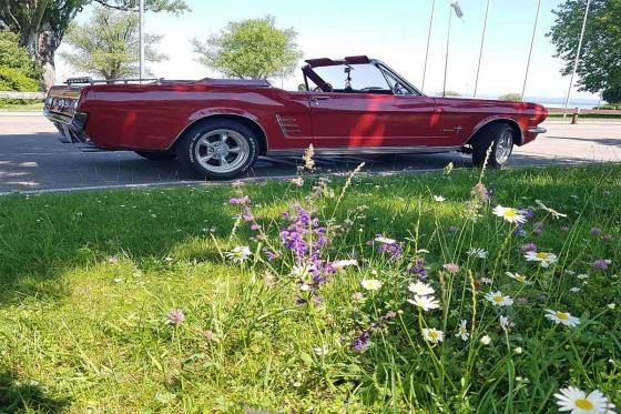 Ford Mustang Convertible mieten - inkl. Chauffeur 3 