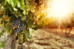 Dégustation de vin - cours à domicile 1