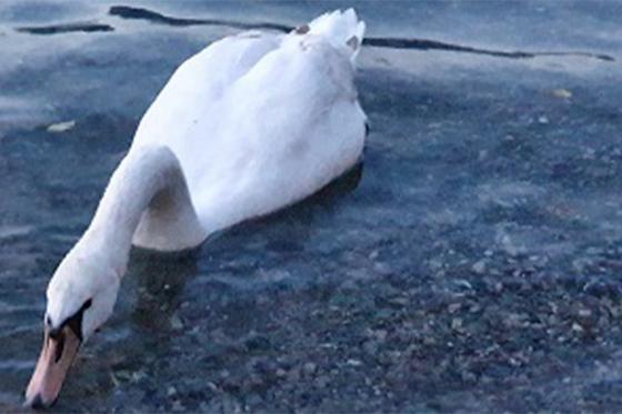 Auszeit am Thunersee - 1 Übernachtung inkl. Abendessen und Frühstück 8 