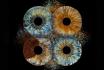 photographie d'iris en famille - 70x70cm, impression sur verre, effet explosion pour 3 personnes 4