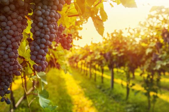 Ausgezeichneter Rotwein  - 6 Flaschen mit Goldmedaillen Auszeichnung nach Hause geliefert 2 