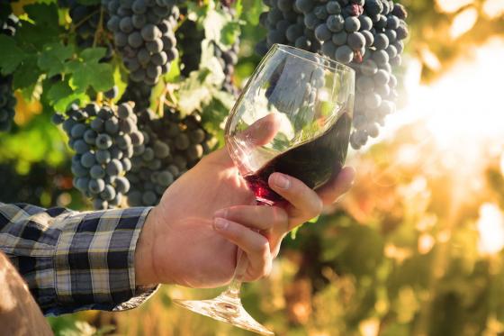 Vin rouge italien d'exception - 6 bouteilles de vin rouge livrées chez vous   