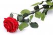Ewig blühende Rose - echte rote Rose | bleibt 2 Jahre frisch 
