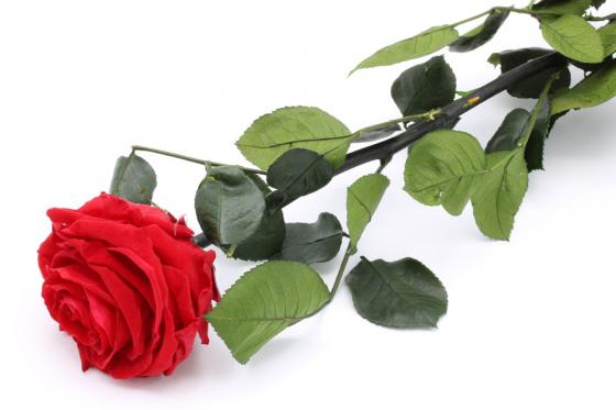 Rose éternelle - Reste 2 ans fraîche  