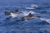 4 jours à Gibraltar - sortie d'observation de dauphins & visite historique pour 2 3