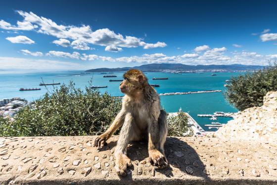 4 Tage in Gibraltar - inkl. Delfin-Beobachtungstour & Geschichtstour für 2 1 