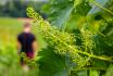Schweizer Weinabonnement - 2-monatiges Abo mit kantonalen Boxen 1