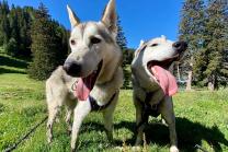 Husky-randonnée  - Promenade avec des husky pour 2 personnes