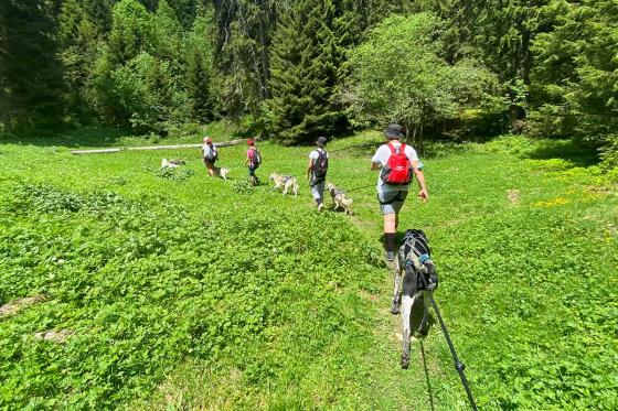 Husky-Wanderung - Für 2 Personen 1 