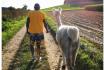 Rencontre avec les lamas - 2h de sortie pour 2 adultes et 2 enfants à Fribourg 4