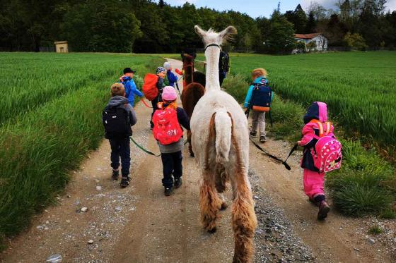Lama Moment - 2h Tour für 2 Erwachsene und 2 Kinder, in Freiburg 1 