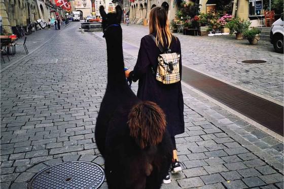 Lama Moment - 2h Tour für 2 Erwachsene und 2 Kinder, in Freiburg 7 