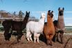 Rencontre avec les lamas - 2h de sortie pour 2 adultes et 2 enfants dans le Jura 1