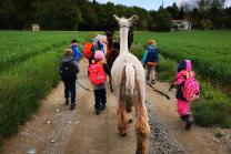 Rencontre avec les lamas - 2h de sortie pour 2 adultes et 2 enfants dans le Jura