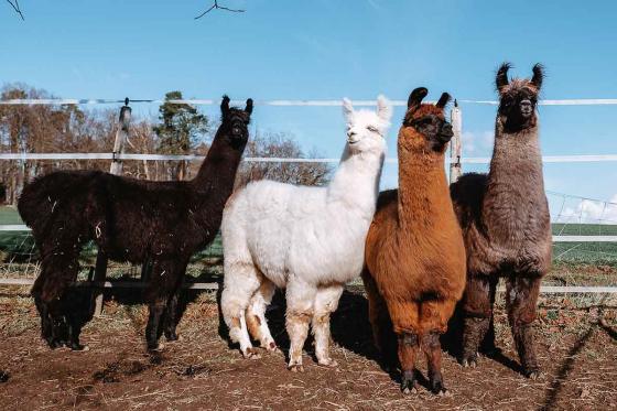 Rencontre avec les Lamas - 2h de sortie pour 2 adultes et 2 enfants dans le Jura 1 