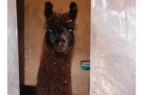 Rencontre avec les Lamas - 2h de sortie pour 2 adultes et 2 enfants dans le Jura 2 