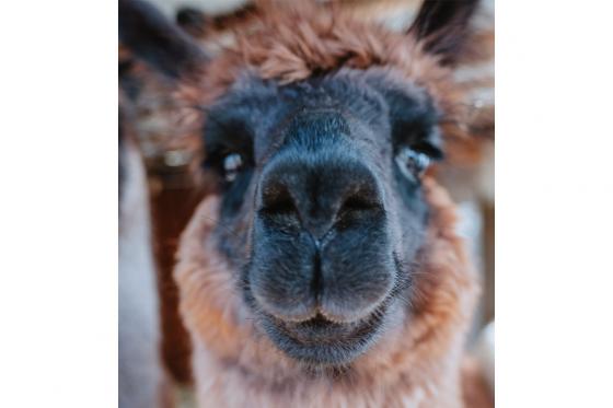 Rencontre avec les Lamas - 2h de sortie pour 2 adultes et 2 enfants dans le Jura 3 