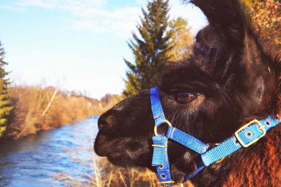Rencontre avec les Lamas - 2h de sortie pour 2 adultes et 2 enfants dans le Jura 6 
