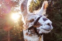 Rencontre avec les lamas - 2h de sortie pour 2 personnes dans le Jura