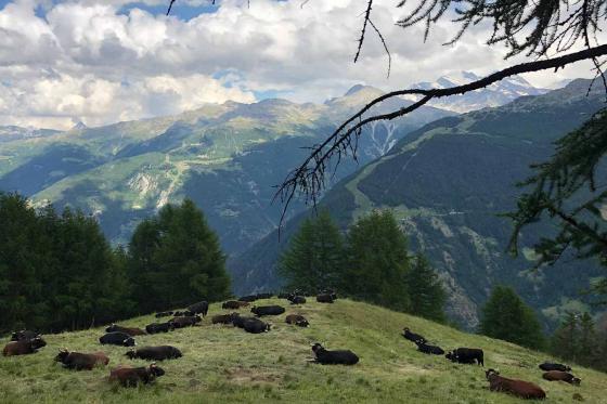 Alpenluft in Wallis - 1 Übernachtung, inkl. Bergfrühstück für 2 Personen 1 