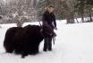 Yak-Trekking - Spaziergang und Fondue für 2 Personen 1