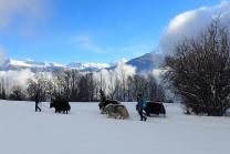 Découverte des yaks - balade pédestre et fondue pour 2 personnes