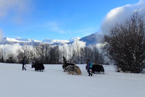 Découverte des yaks - balade pédestre et fondue pour 2 personnes   Découverte des yaks - balade pédestre et fondue pour 2 personnes