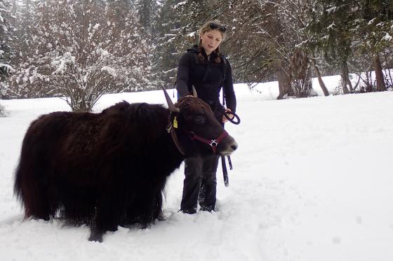 Découverte des yaks - balade pédestre et fondue pour 2 personnes 1  Découverte des yaks - balade pédestre et fondue pour 2 personnes 1