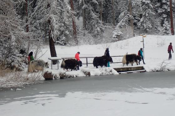 Découverte des yaks - balade pédestre et fondue pour 2 personnes 2  Découverte des yaks - balade pédestre et fondue pour 2 personnes 2