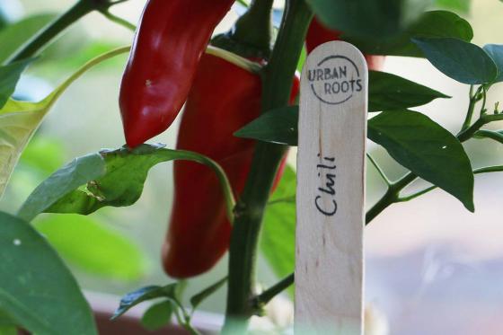 Saatgut-Jahresabo - 12 monatliche Bio-Saatgut Sendung von Urbanroots 9 