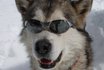 Schlittenhunde Tageskurs - Husky Abenteuer für 4 Personen 1