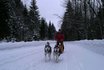 Schlittenhunde Tageskurs - Husky Abenteuer für 4 Personen 7